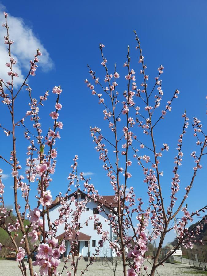 Pensiune Marginimea Sibiului Orlat Buitenkant foto