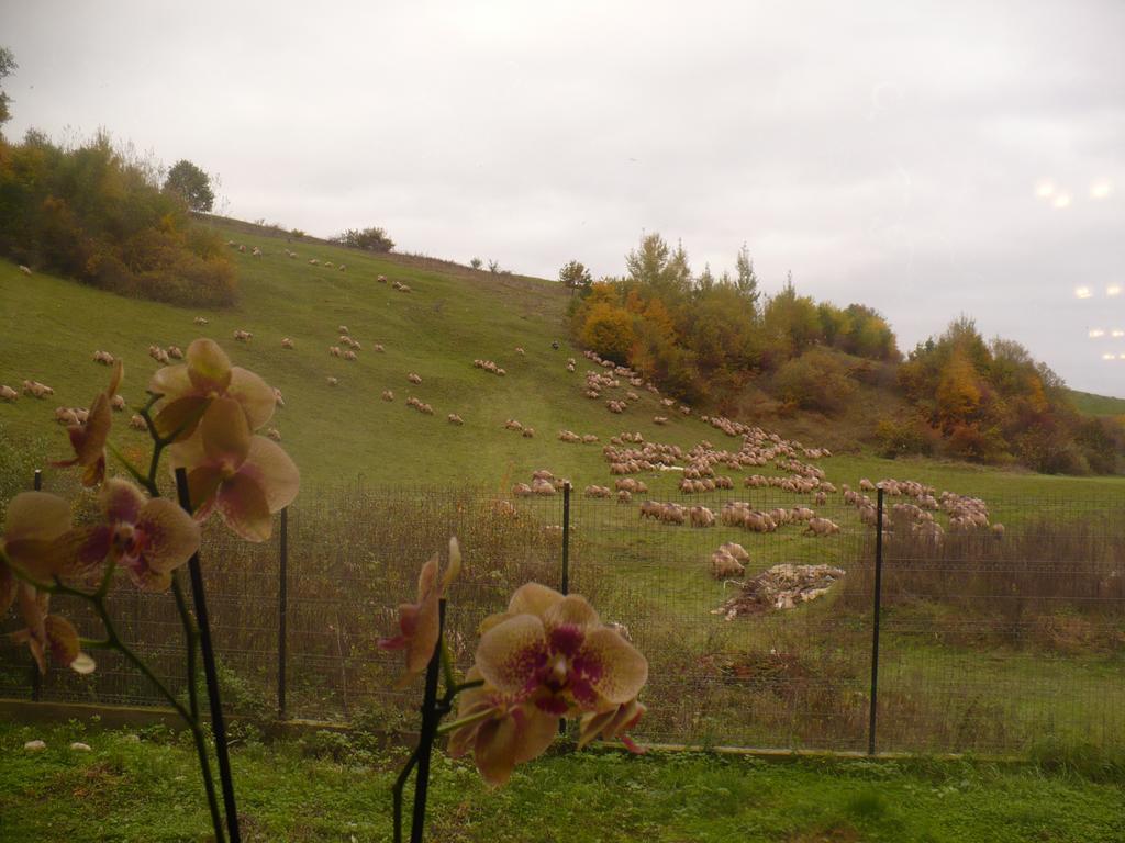 Pensiune Marginimea Sibiului Orlat Buitenkant foto
