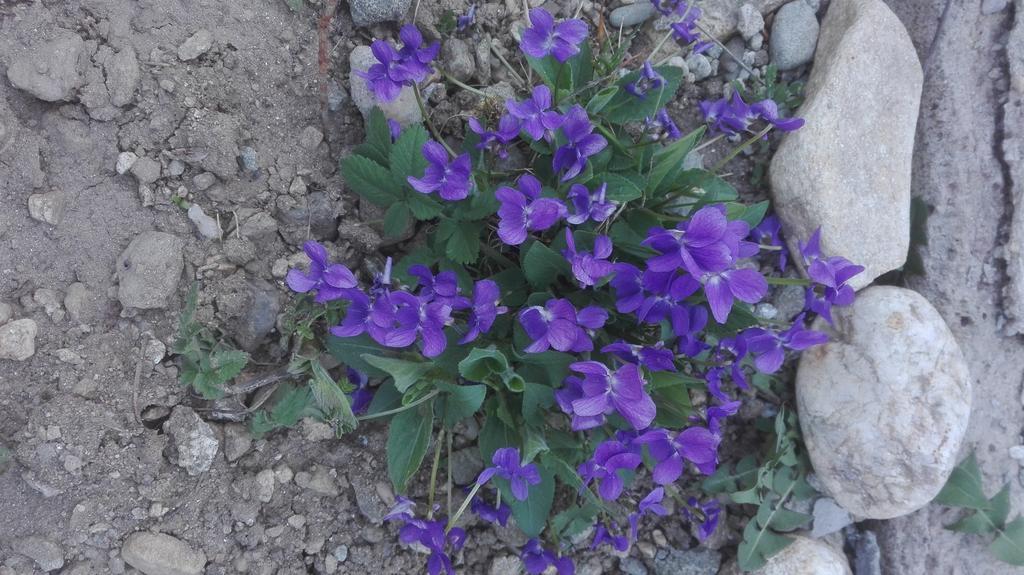 Pensiune Marginimea Sibiului Orlat Buitenkant foto