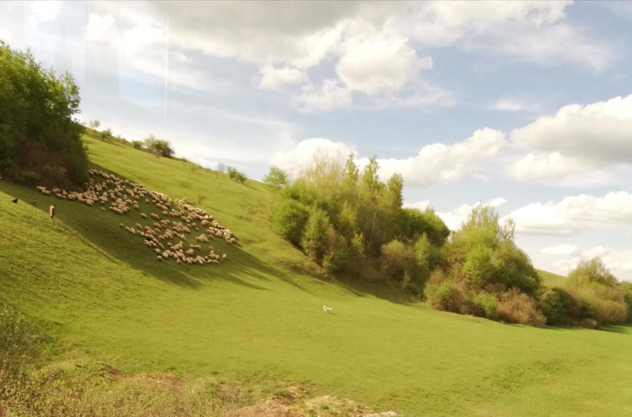 Pensiune Marginimea Sibiului Orlat Buitenkant foto